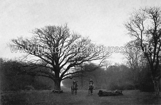 Grimston's Oak, Chingford, London. c.1910